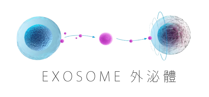 EXOSOME 外泌體